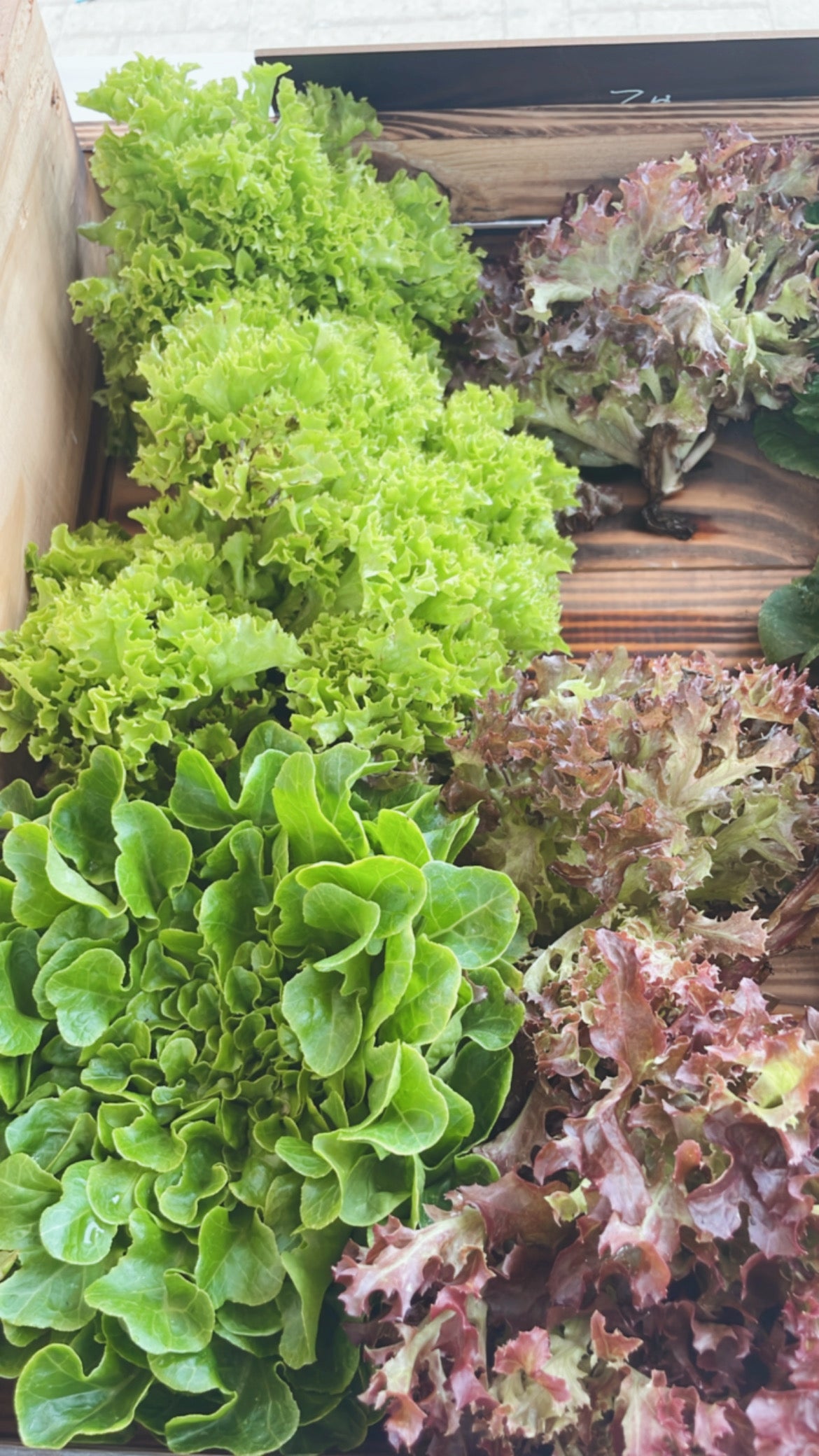Spring lettuce mix