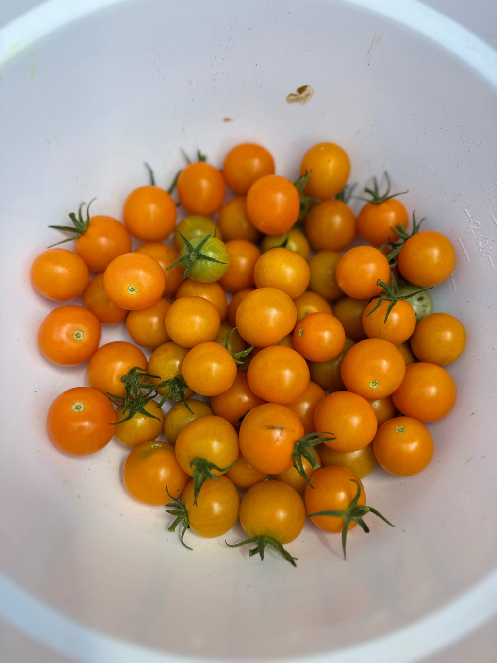 Tomato bunch