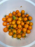 Sungold cherry tomatoes