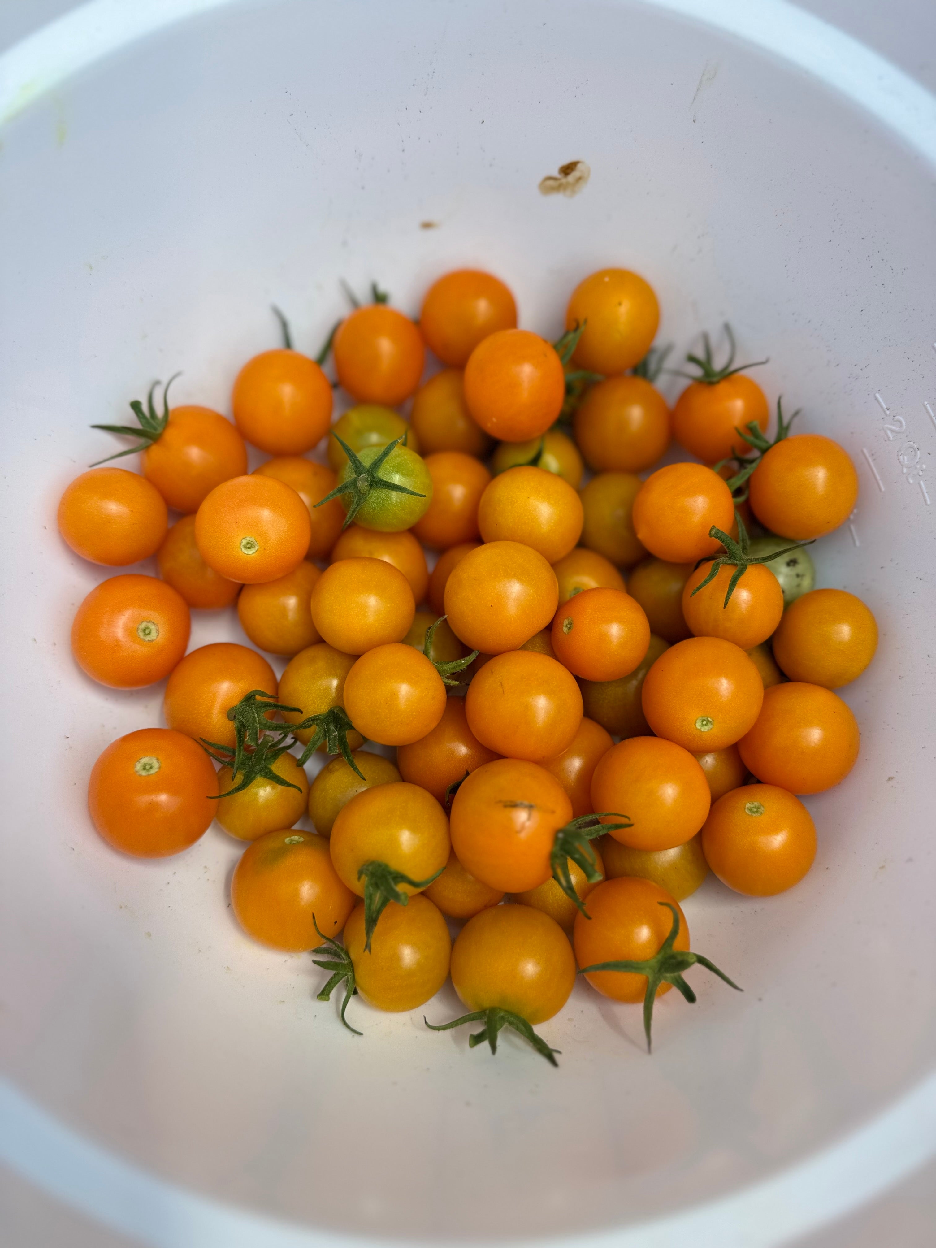 Sungold cherry tomatoes