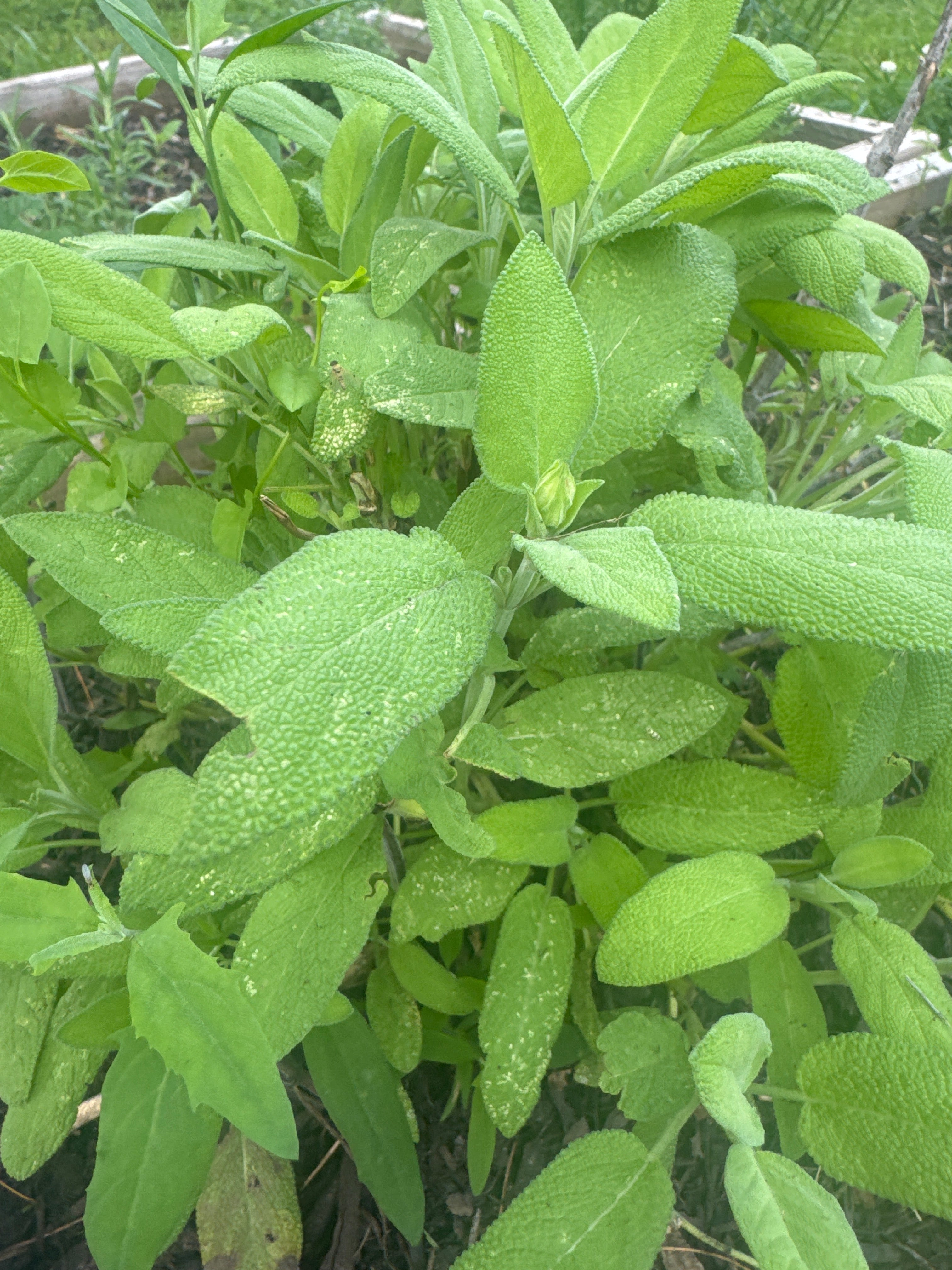 Sage