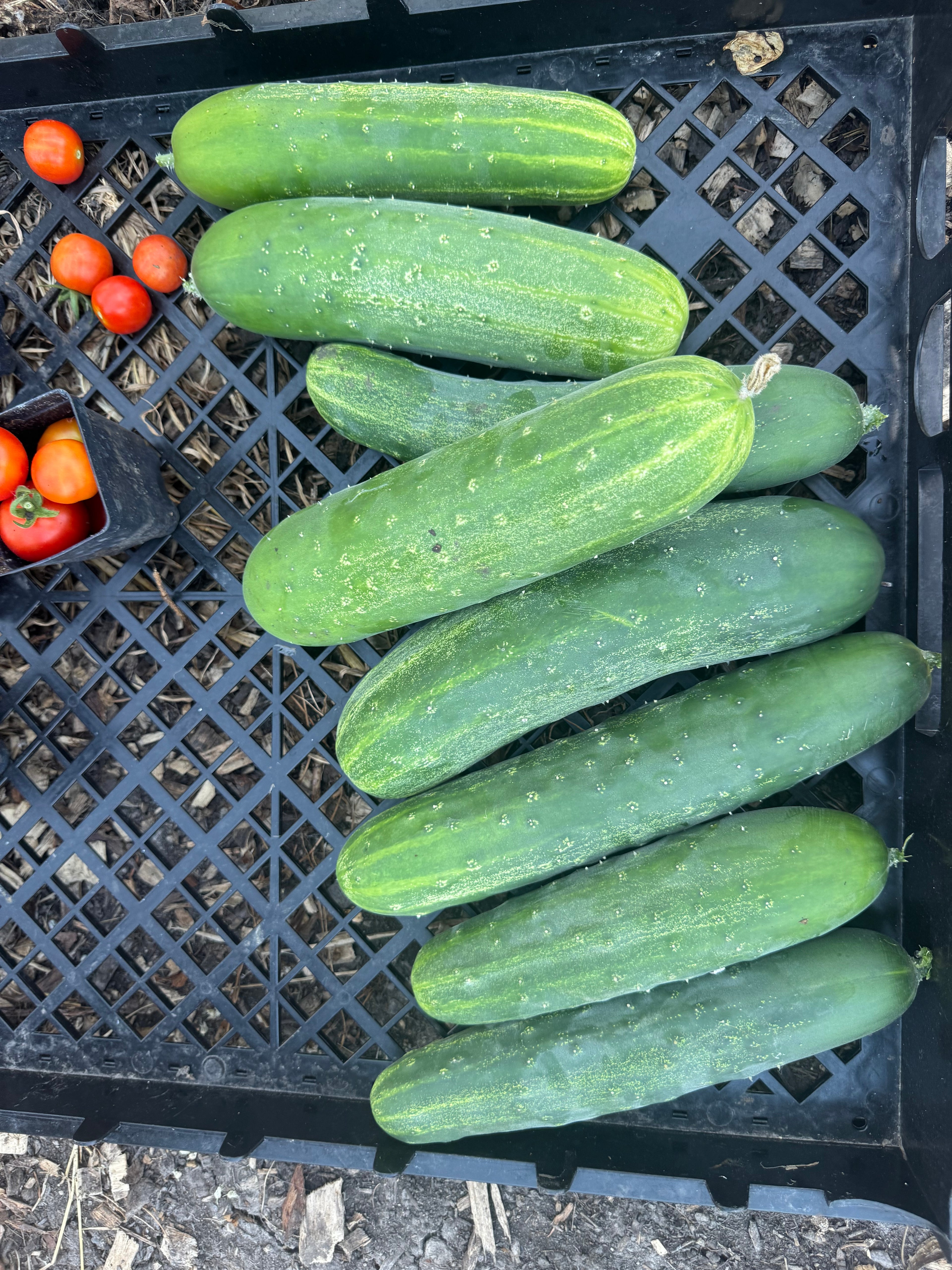 Cucumber