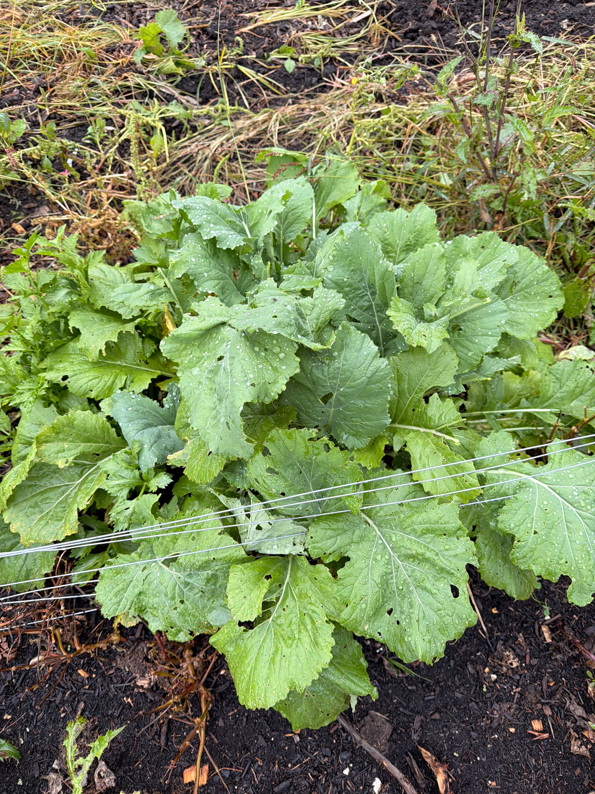 Mustard (spicy) greens