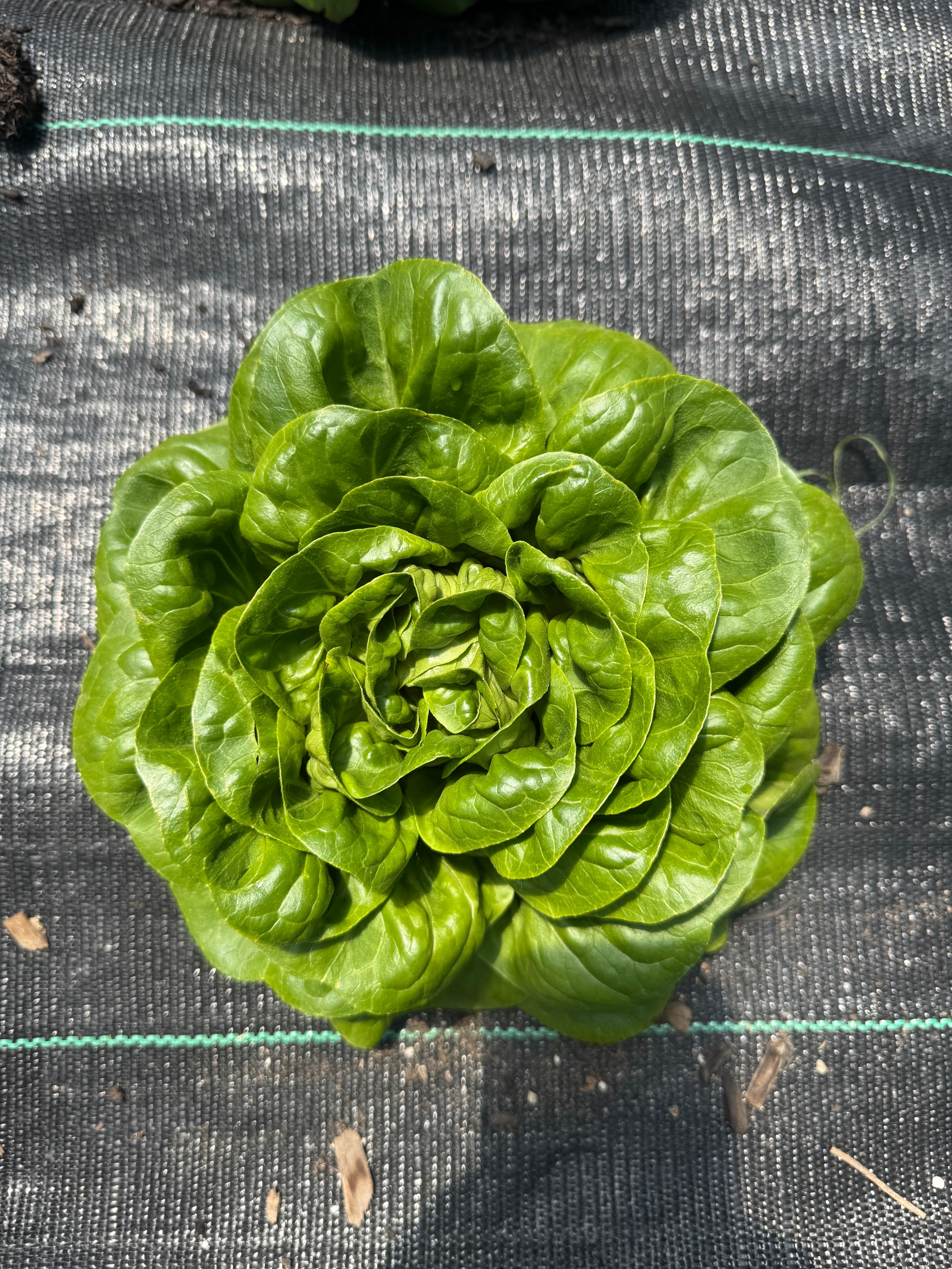 Lettuce heads