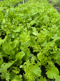 Spicy lettuce mix
