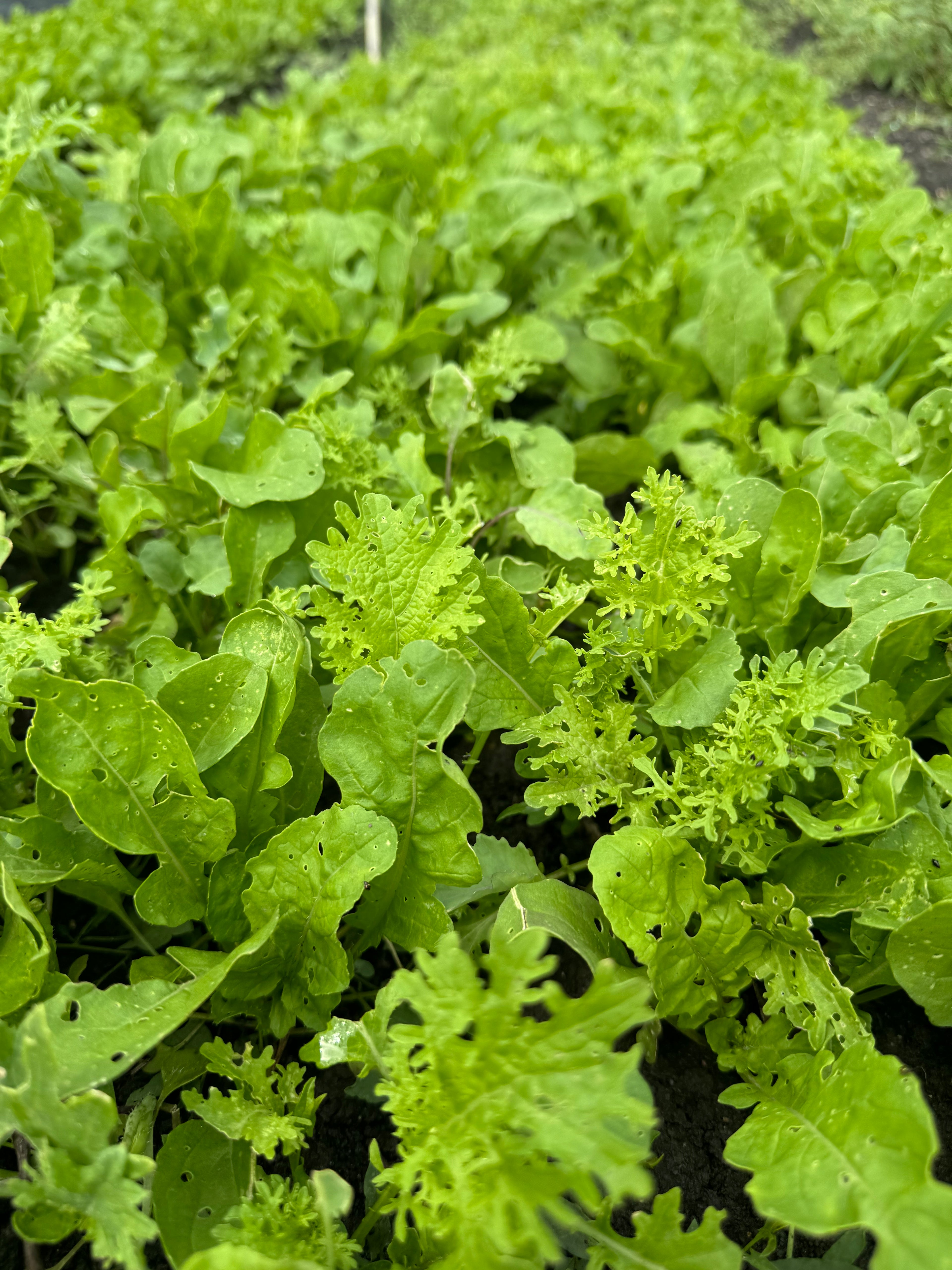 Spicy lettuce mix