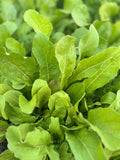 Arugula