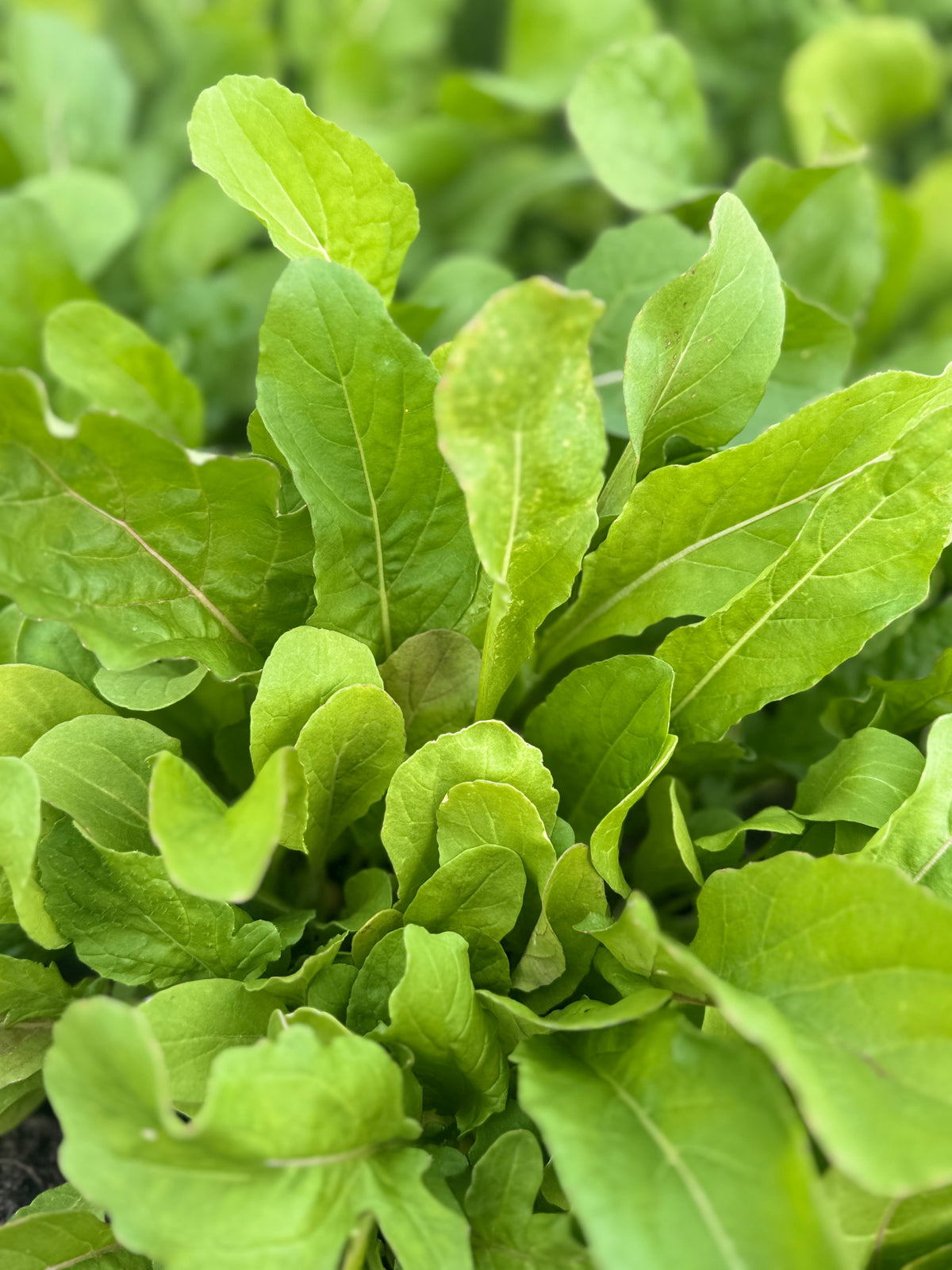 Arugula