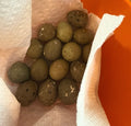 Quail eggs