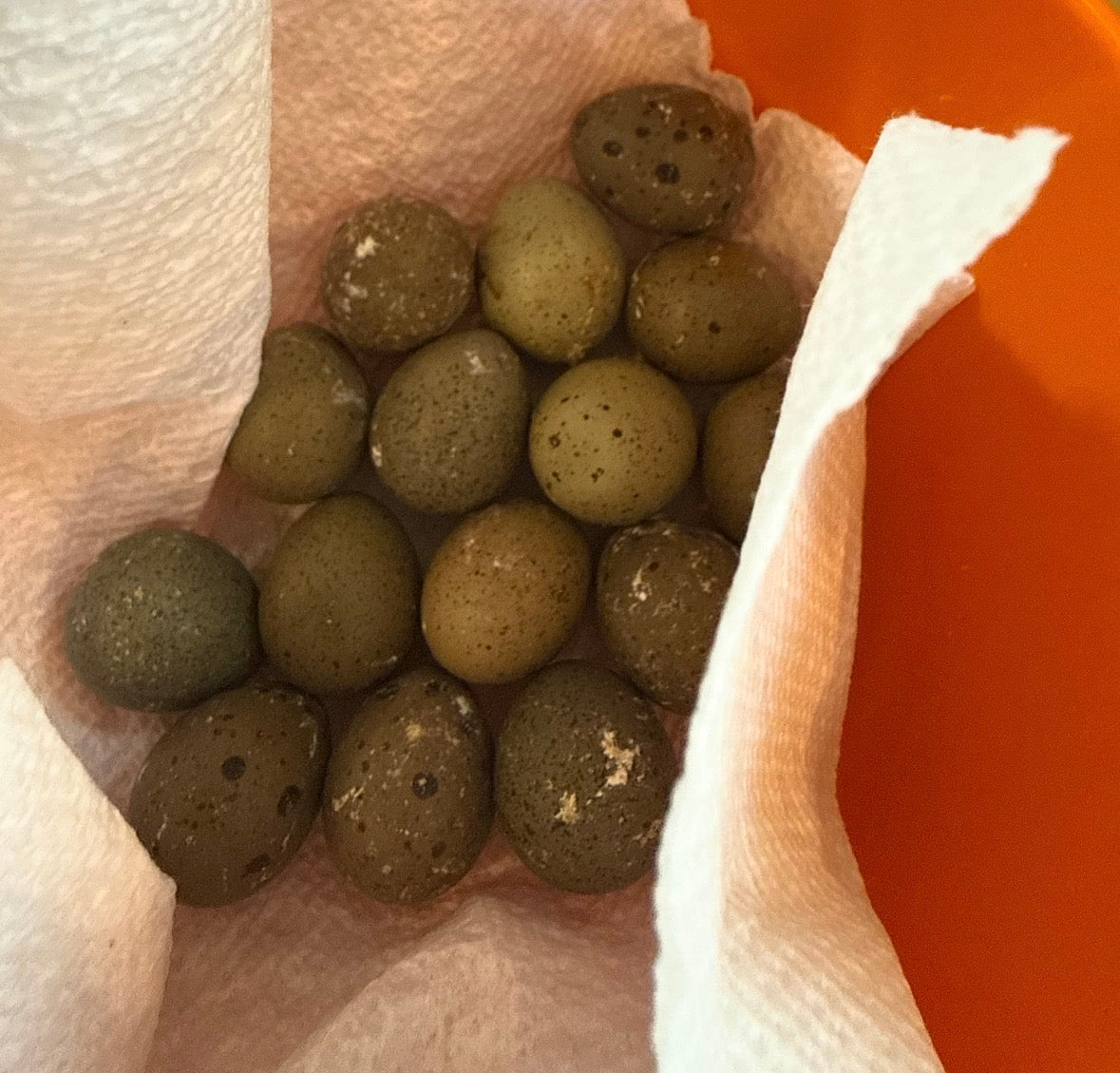 Quail eggs