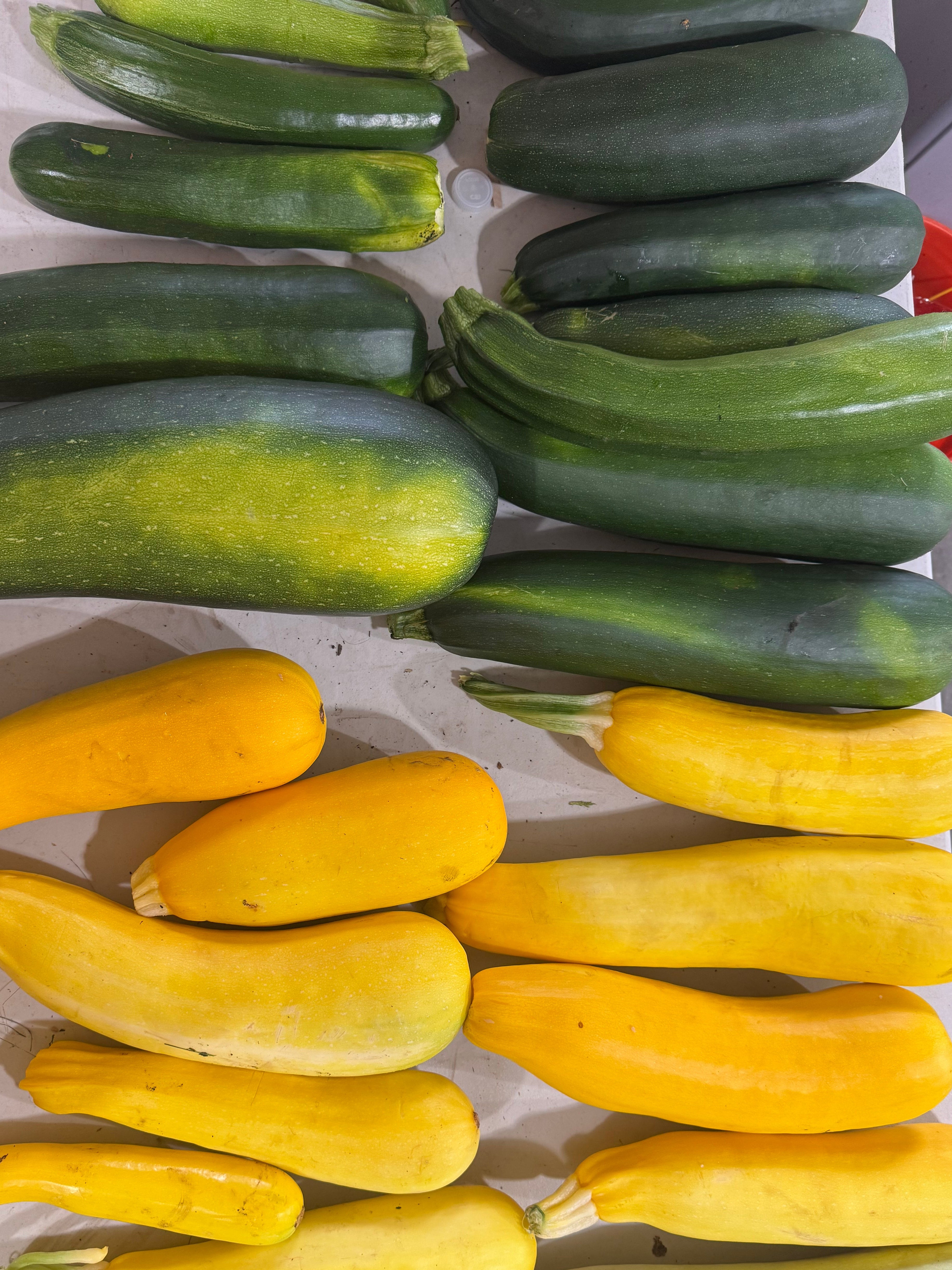 Zucchini - large