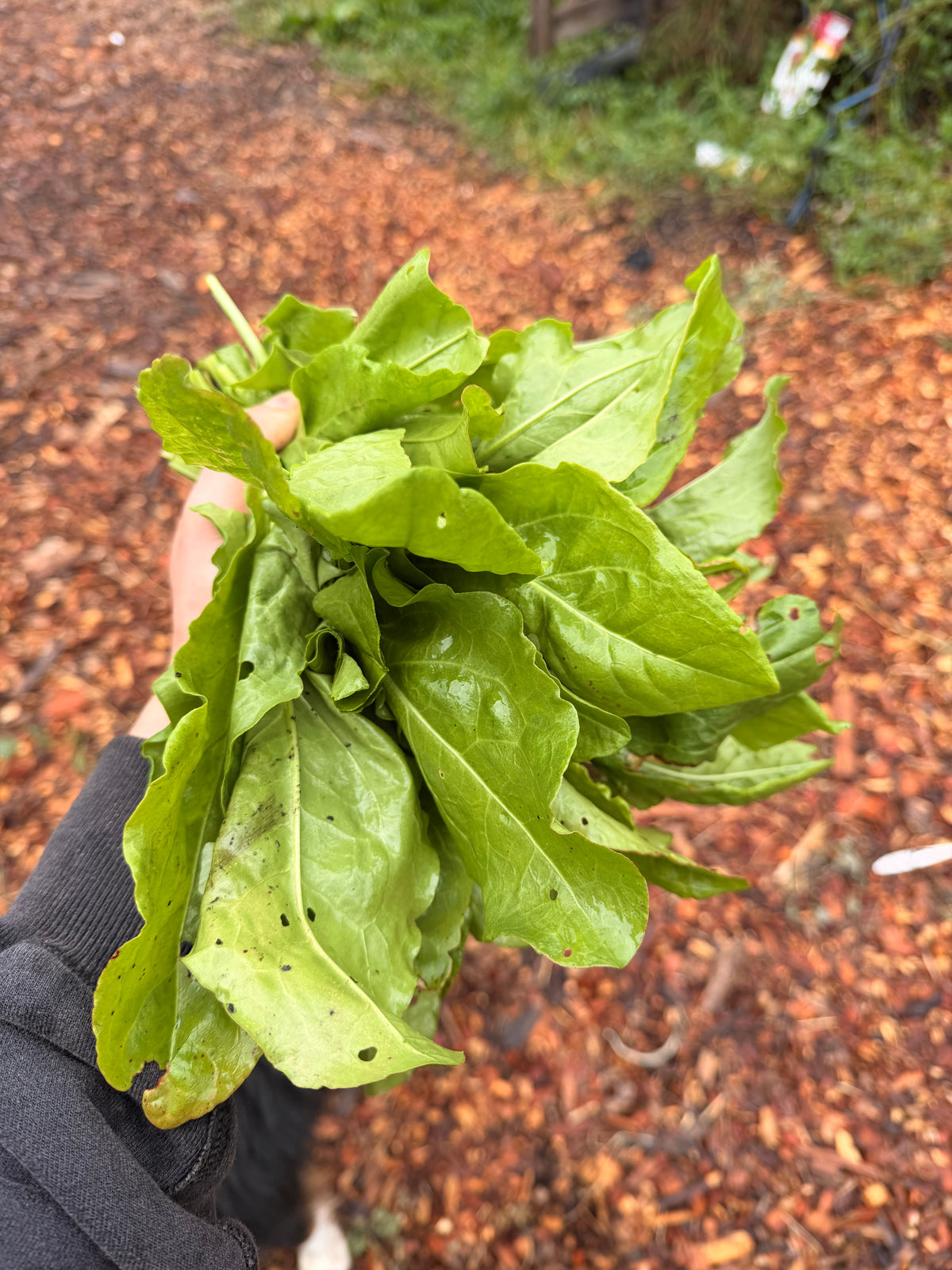 Sorrel (citrus) lettuce