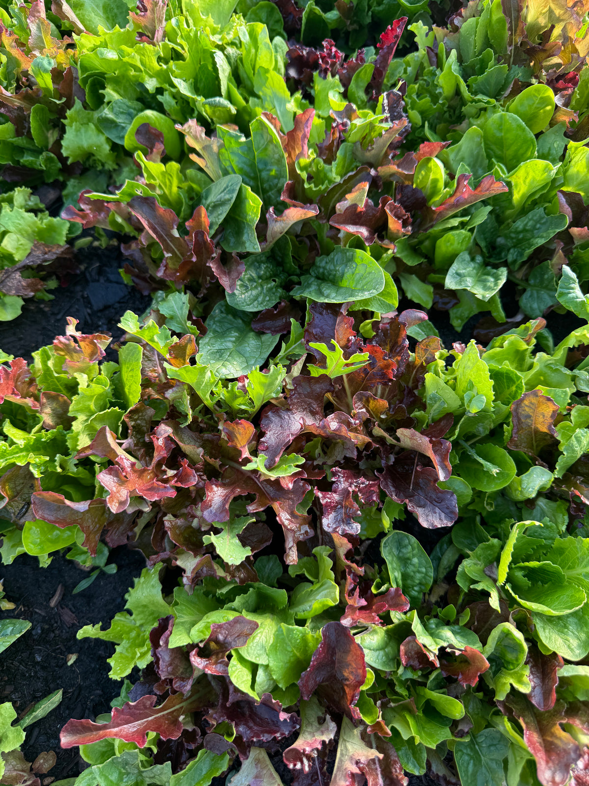 Spicy salad mix