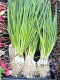 Bunchin’ onions