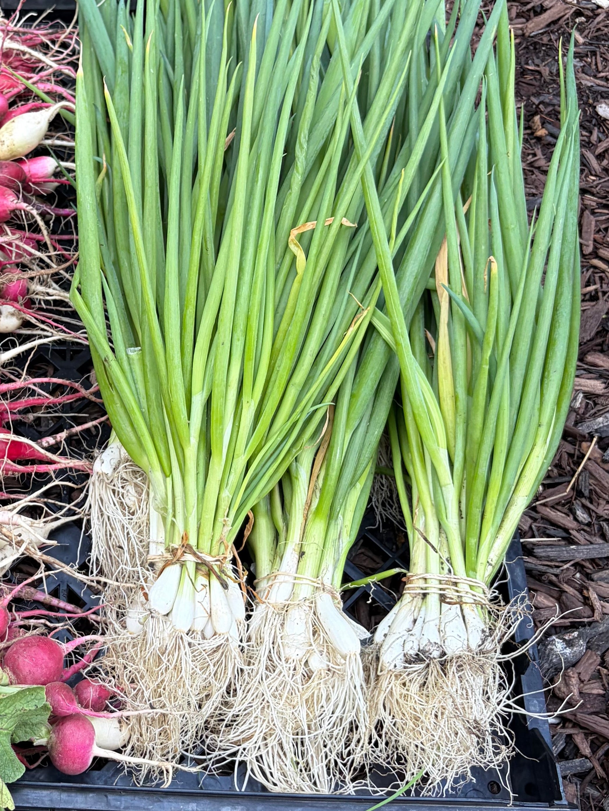 Bunchin’ onions