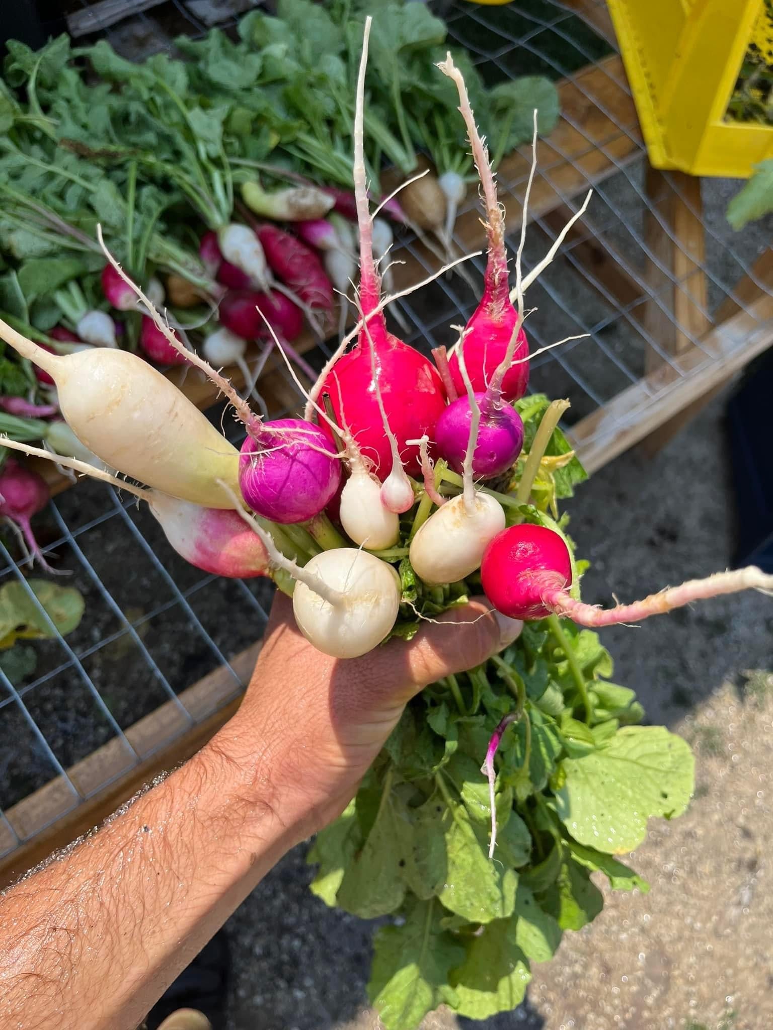 Radish