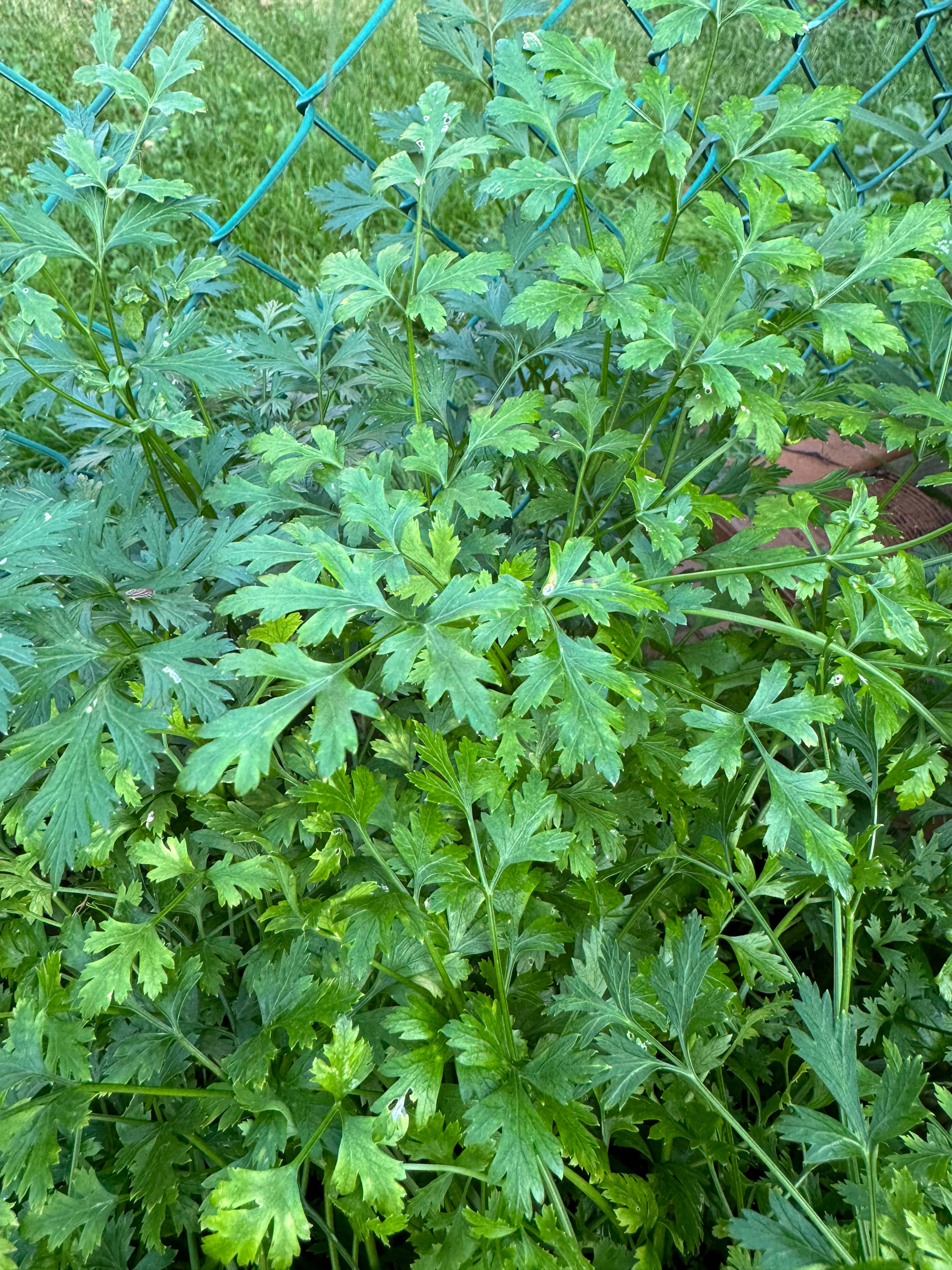 Parsley