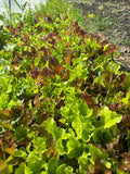 Salad mix - purple and green baby lettuce