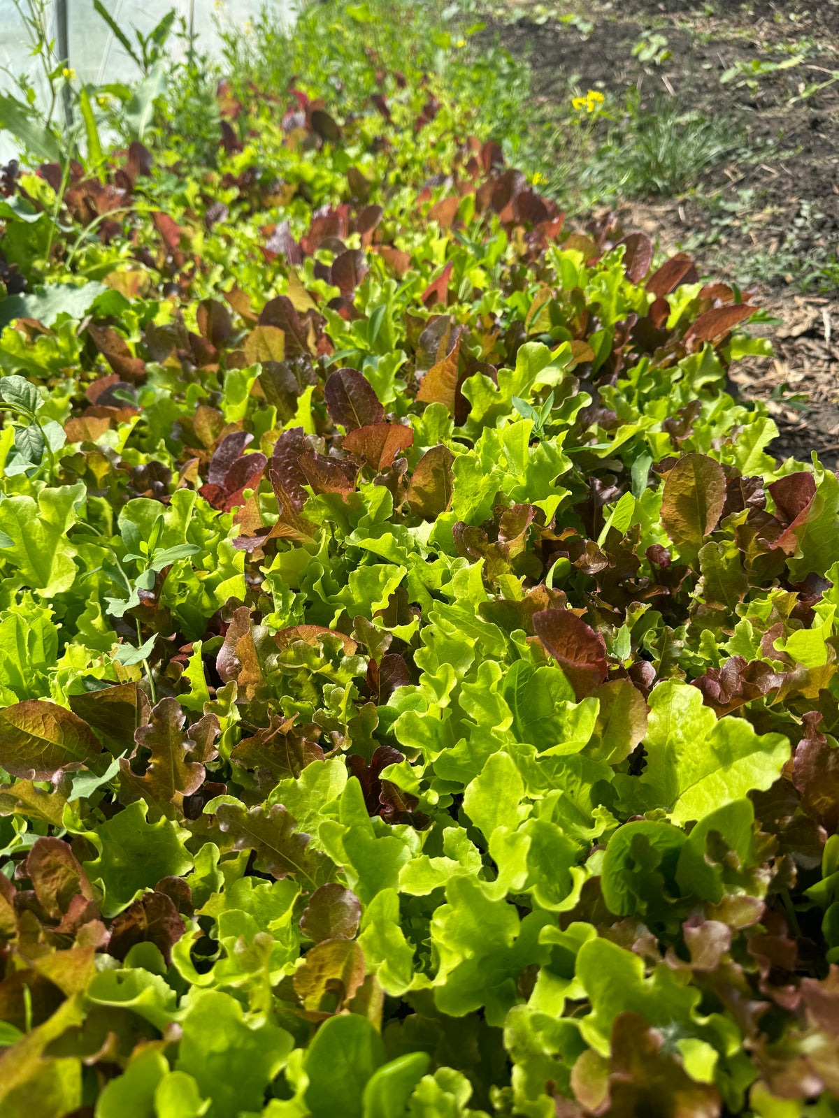 Salad mix - purple and green baby lettuce