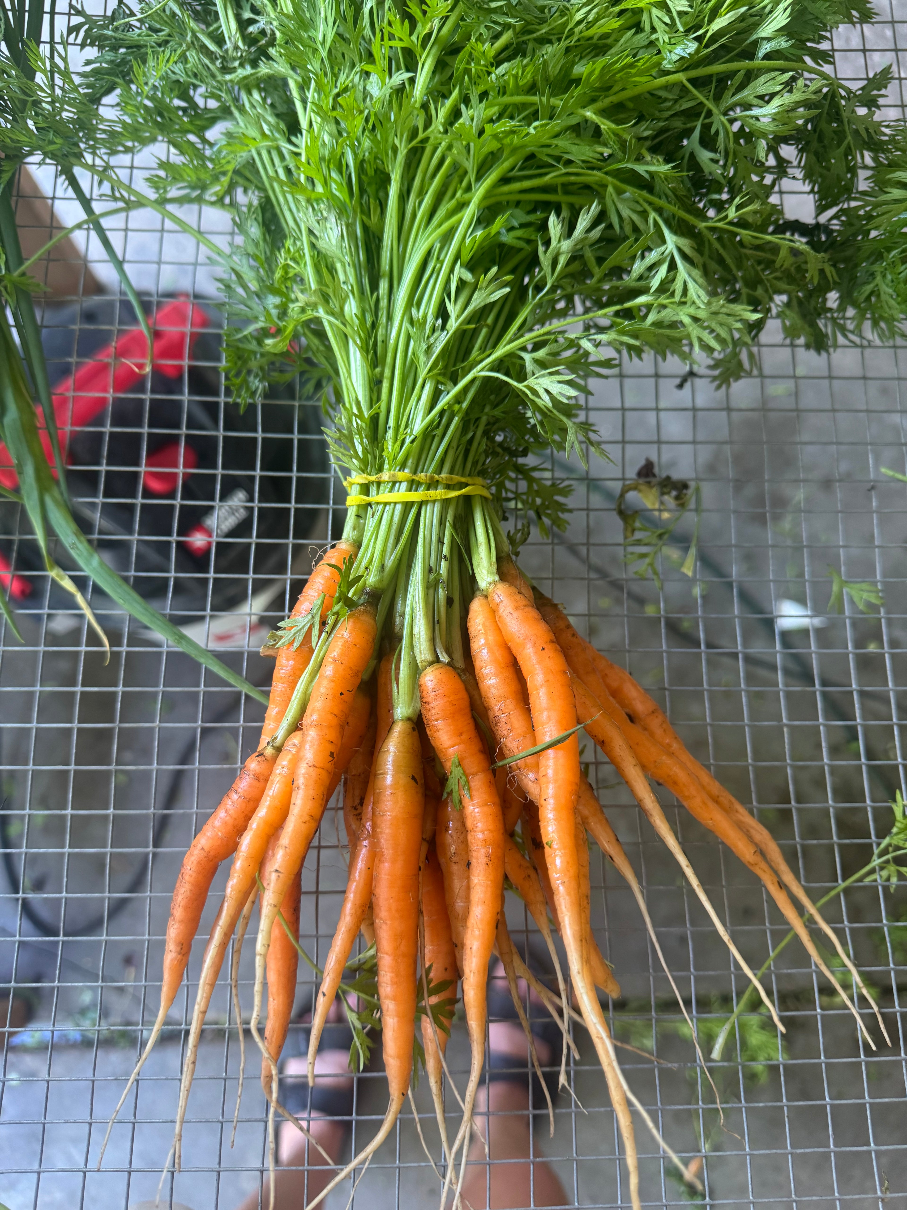 Carrot bunch