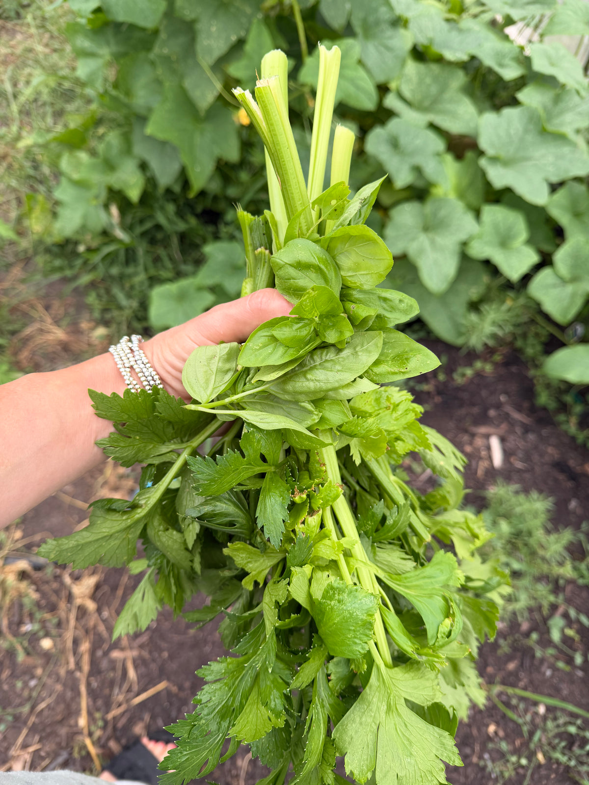 Fresh herb variety pack