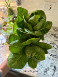 Citrus salad mix