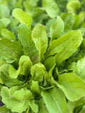 Arugula