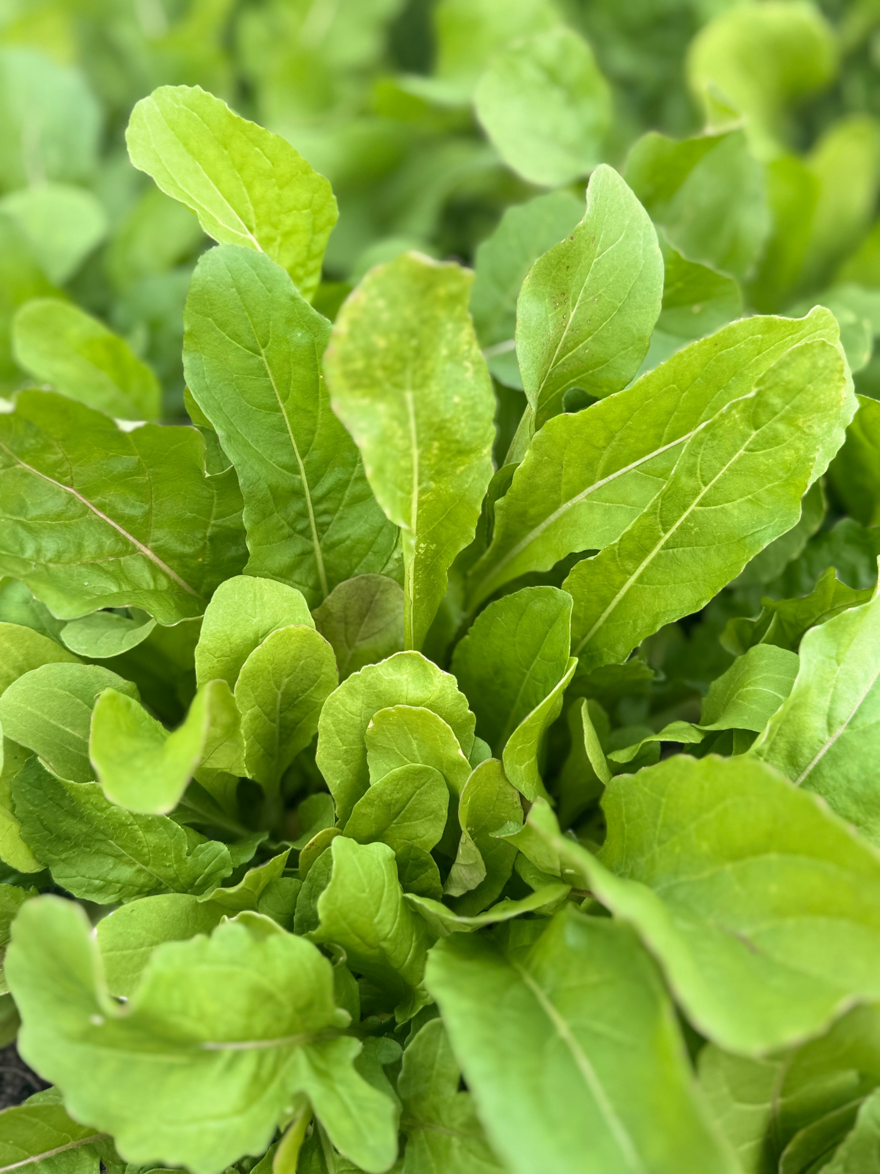 Arugula
