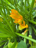 Zucchini flower bunch