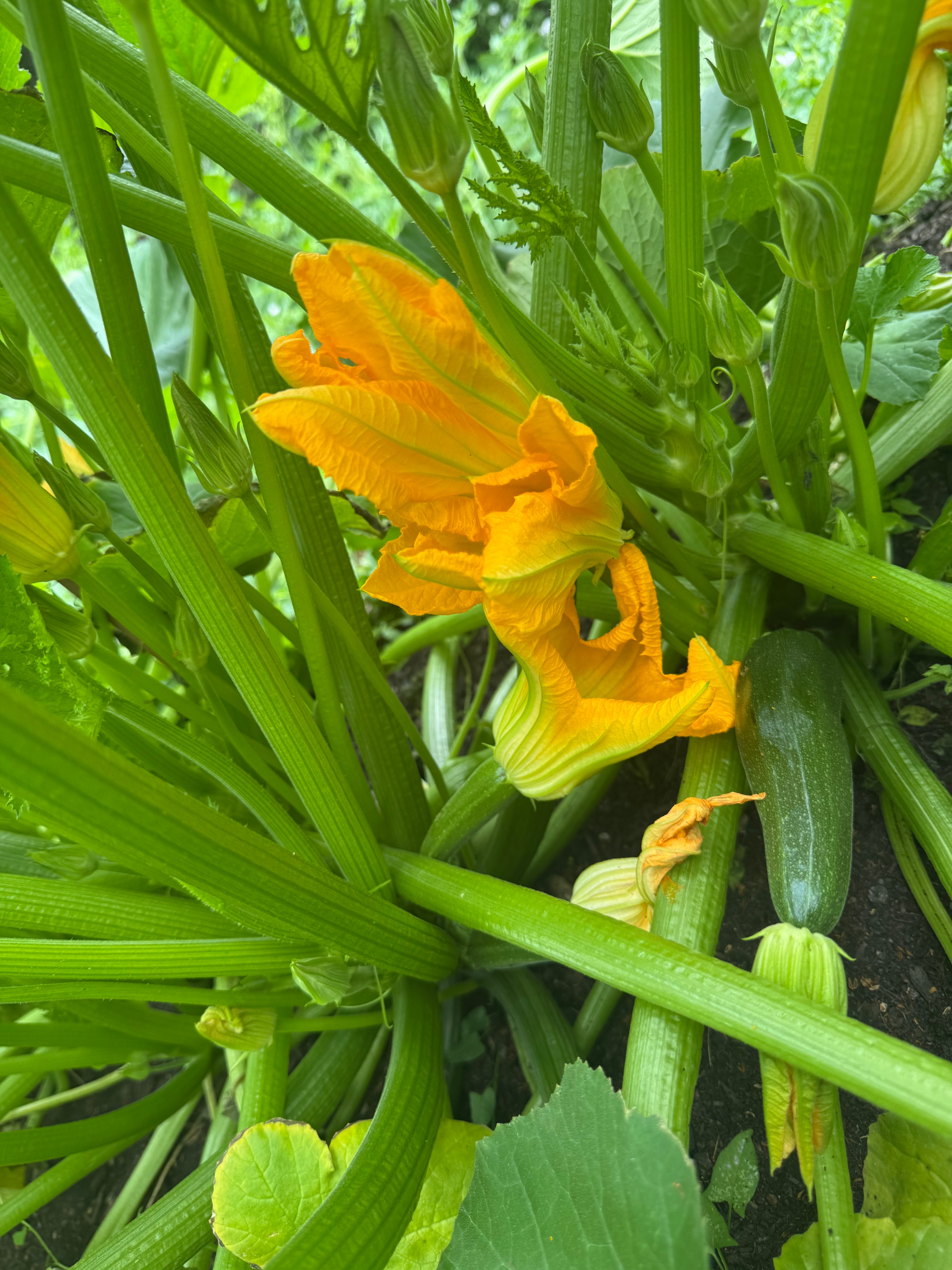 Zucchini flower bunch