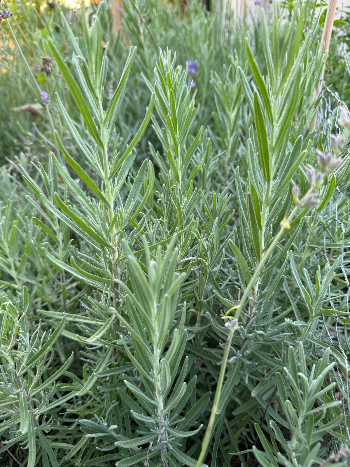 Fresh herb variety pack