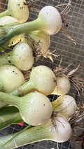 Yellow onion
