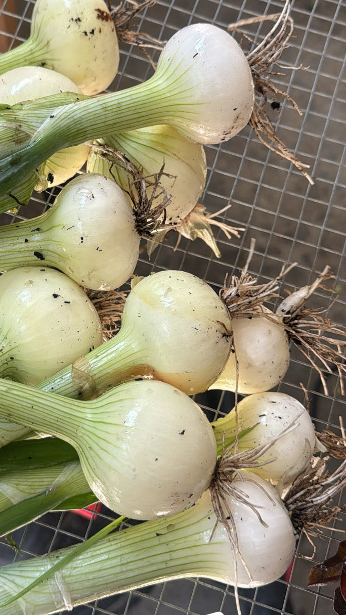 Yellow onion
