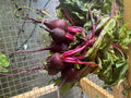 Beets