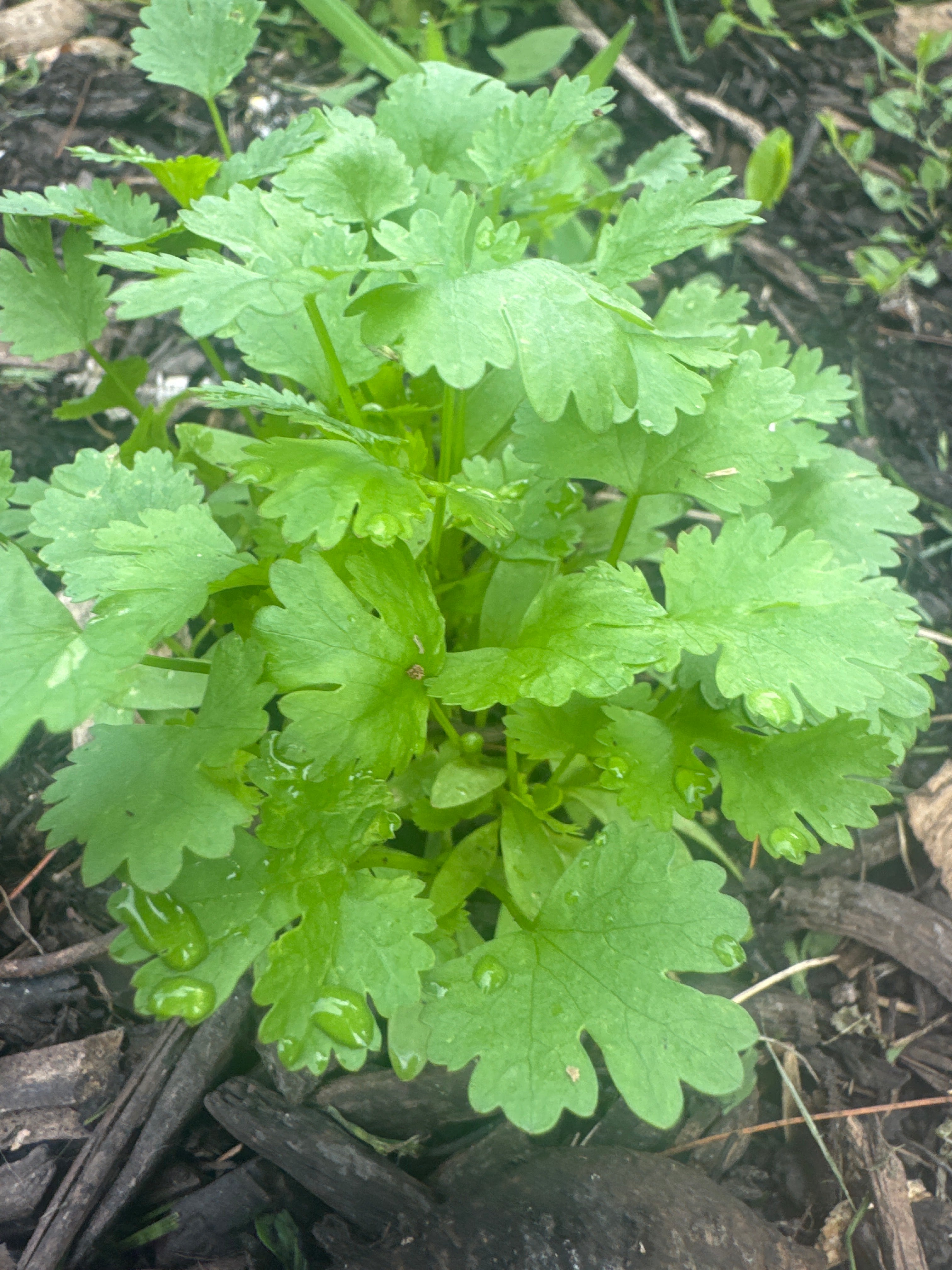 Cilantro