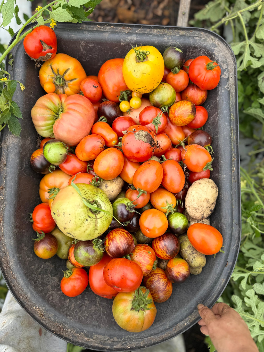 Tomato bunch