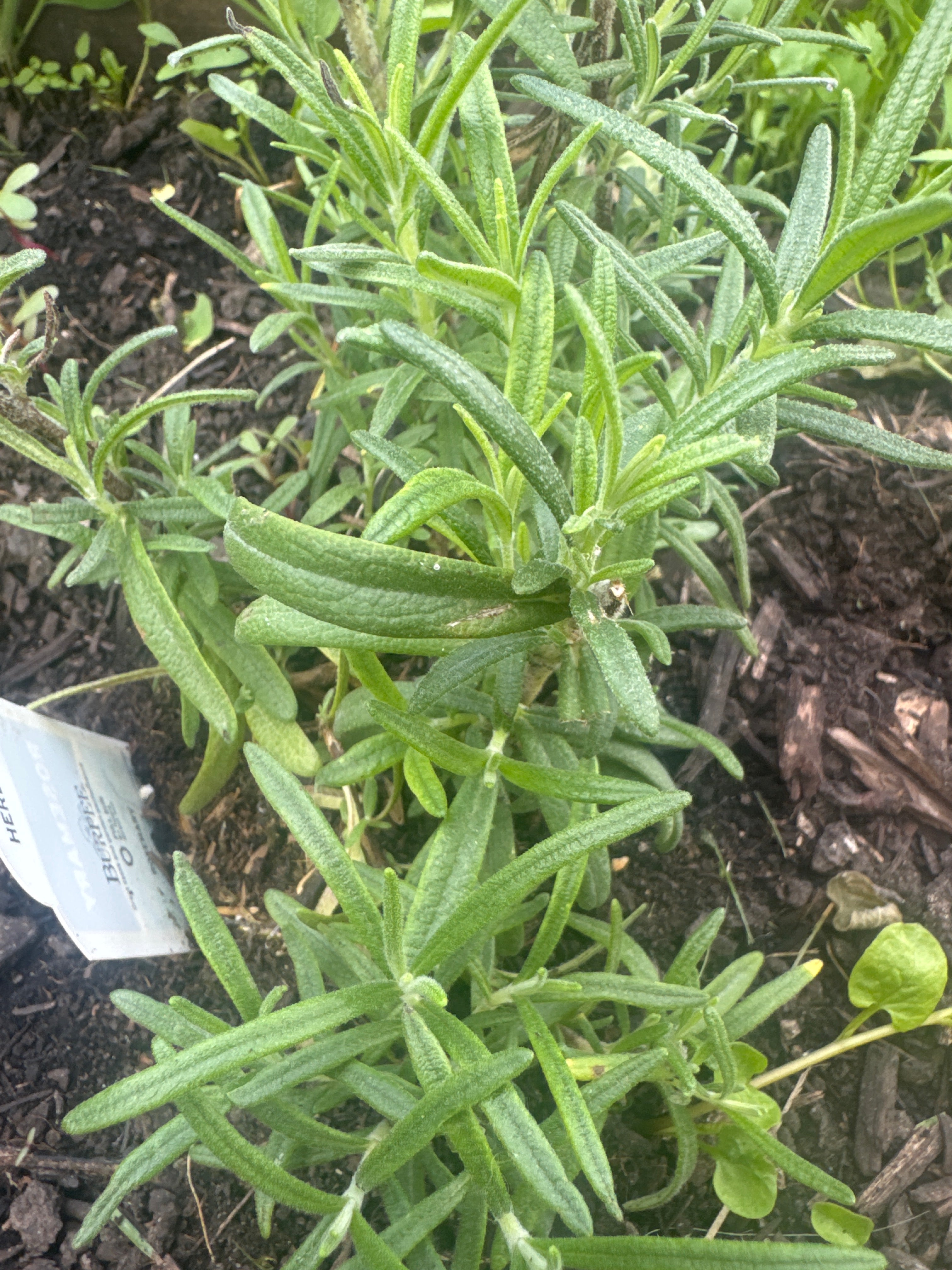 Rosemary