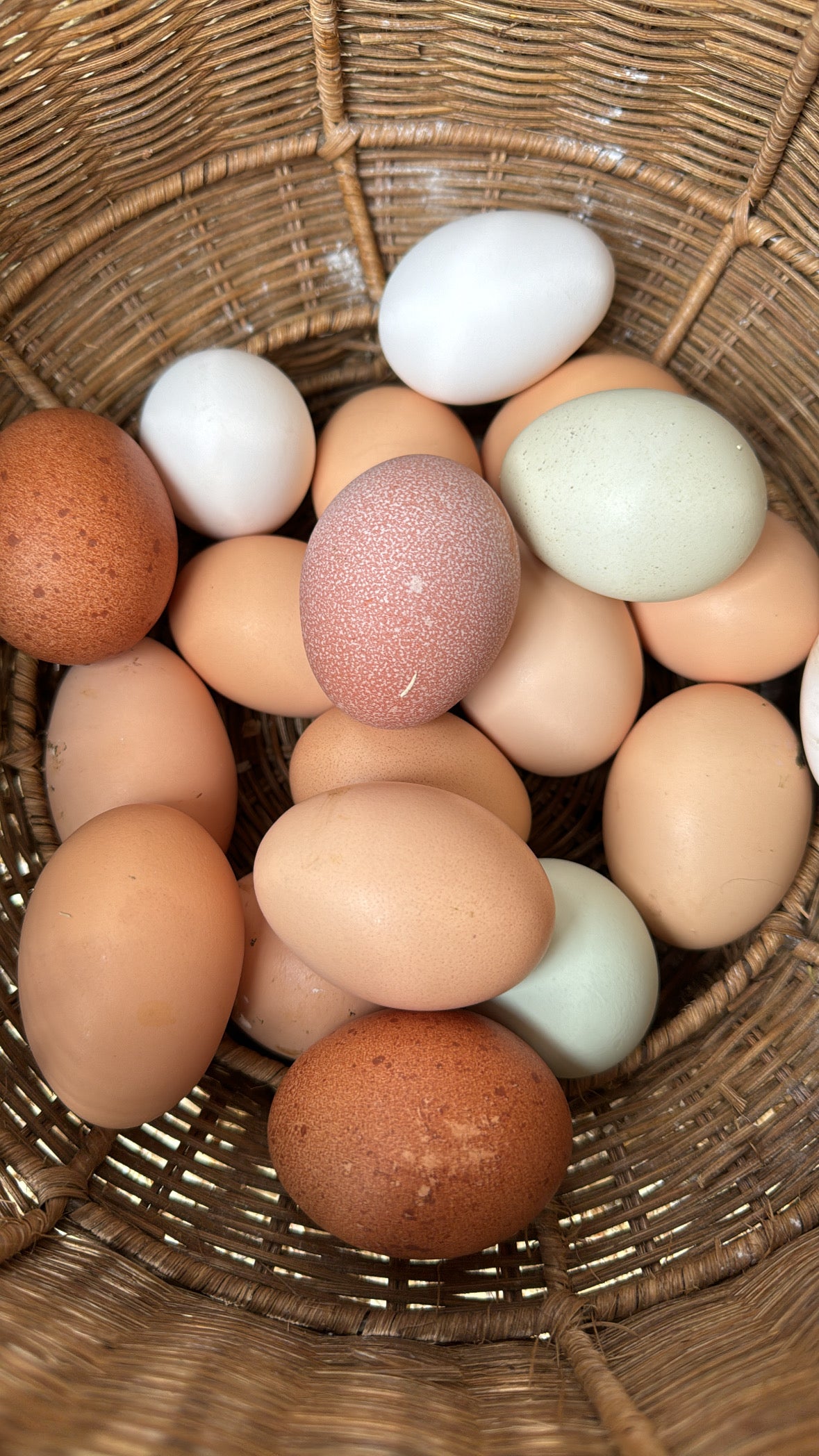 Free range, organic eggs