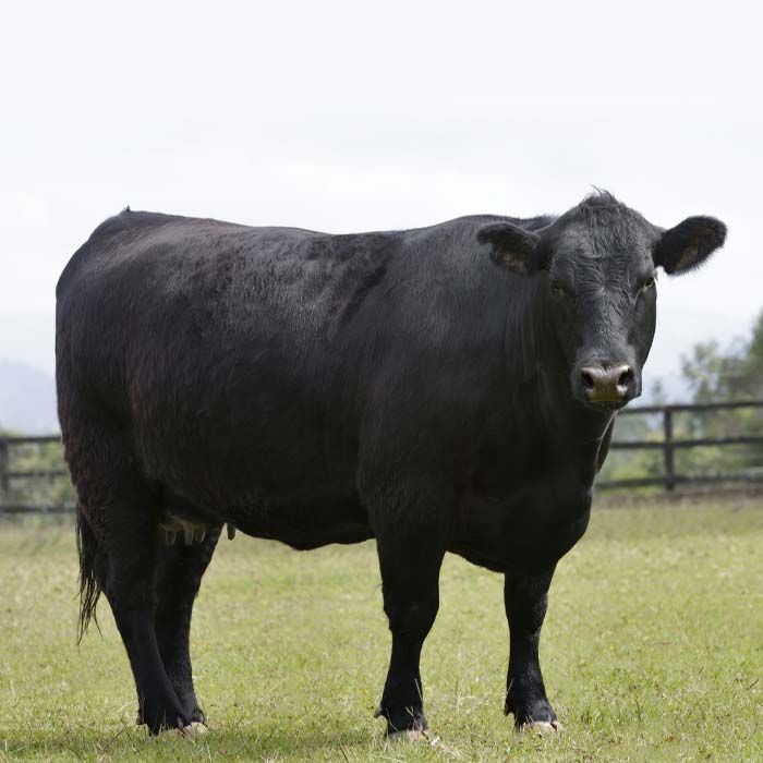 Whole Cow - 425lbs
