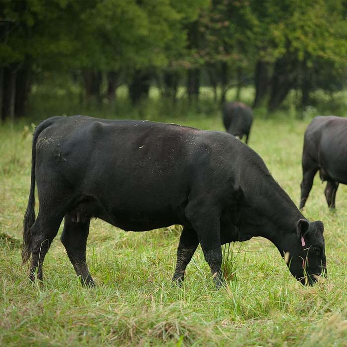 Eighth Cow - 65lbs