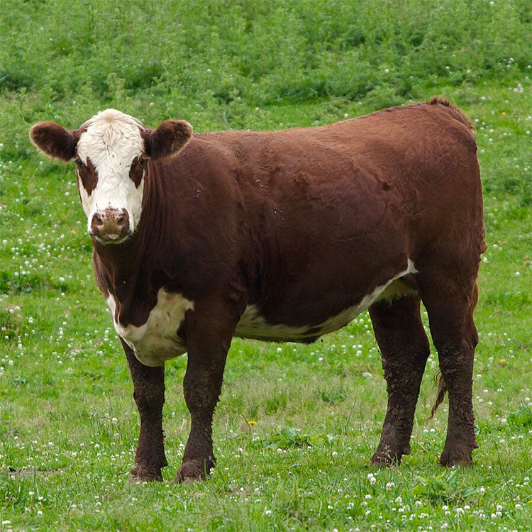 Quarter Cow - 115lbs