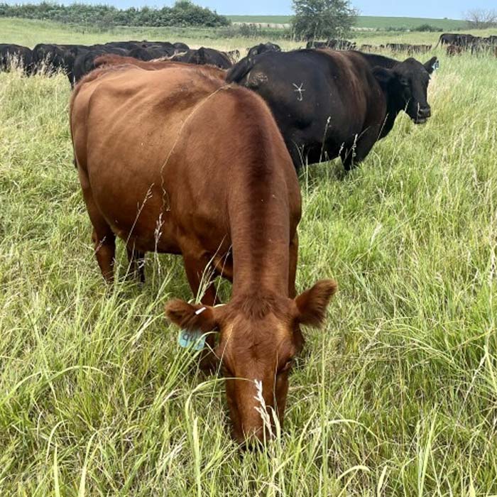 Sixteenth Cow - 35lbs